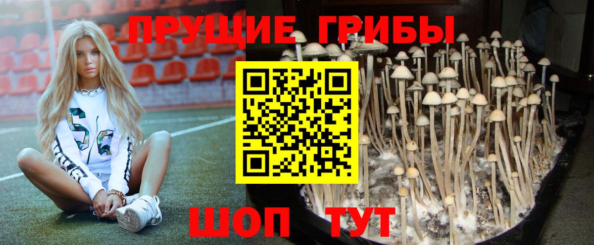 Галлюциногенные грибы Psilocybe Гусиноозёрск